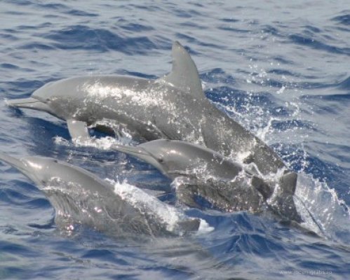 Elena Băsescu, declaraţie scrisă pentru pentru protejarea delfinilor